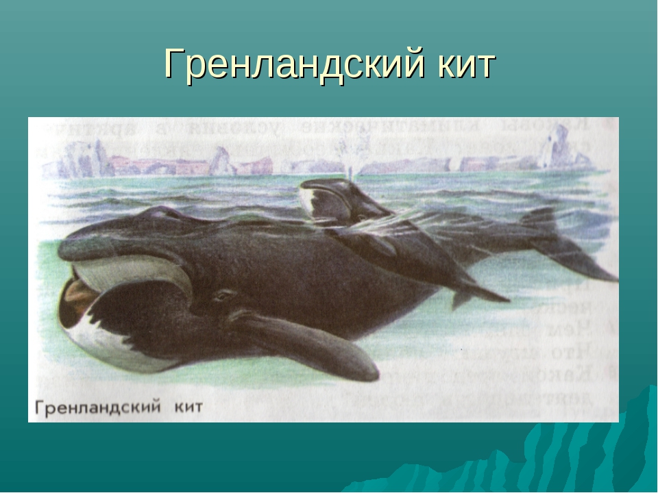 ???? что известно про гренландского кита, обитающего в холодных водах: 6 фактов о нем