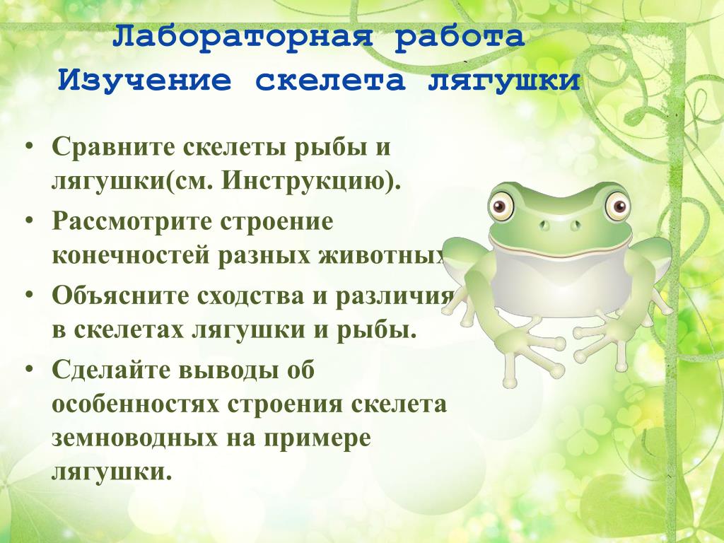 Чем жаба отличается от лягушки: основные отличия и характеристики
