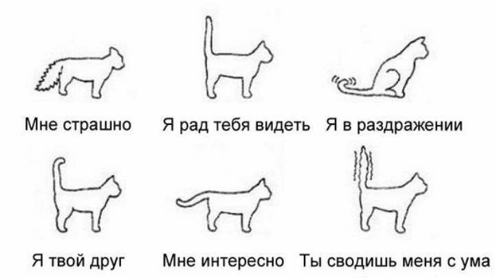 Почему коты и кошки виляют хвостом