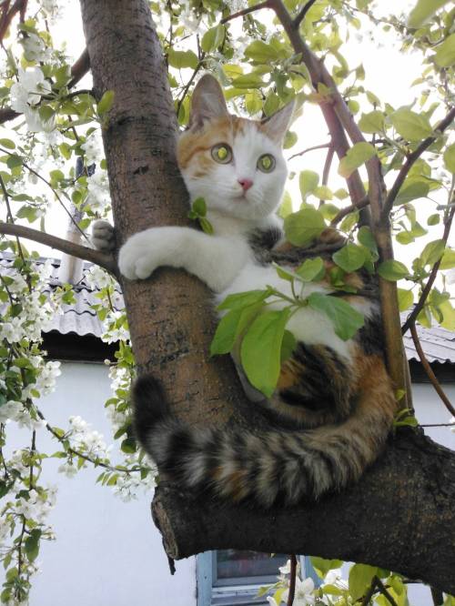 Как достать котенка с дерева ⋆ онлайн-журнал для женщин