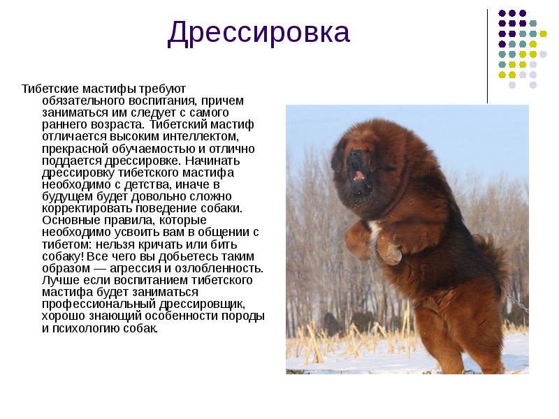 Тибетский мастиф: описание и характеристика породы - моя собака