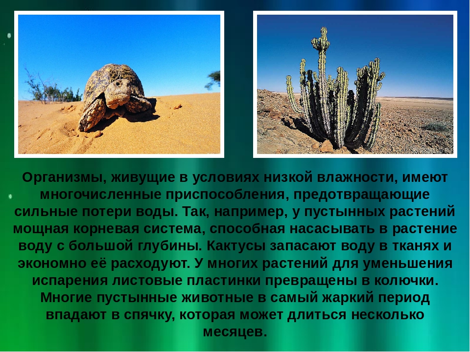 ᐉ растения и животные пустыни россии - zoomanji.ru
