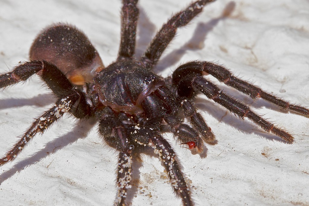 Опасен ли для человека паук-птицеед: ядовитый или нет и токсичен ли яд