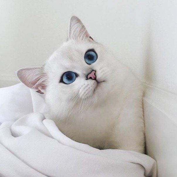 Породы голубоглазых кошек: синий цвет радужки как элемент стандарта, 11 пород кошек с голубыми глазами