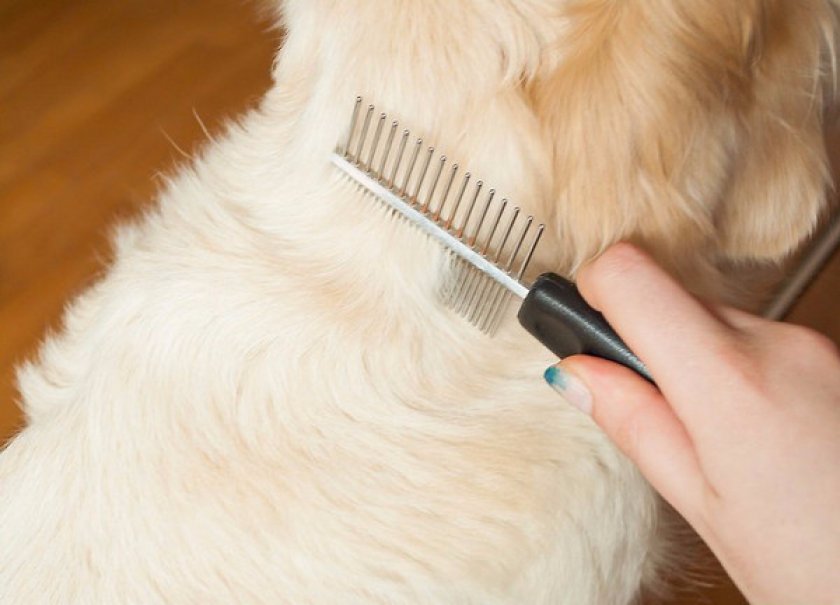 Алопеция у собак: причины, диагностика и лечение | блог ветклиники "беланта"