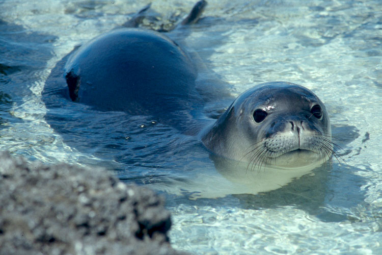 Тюлень-монах - monk seal - abcdef.wiki