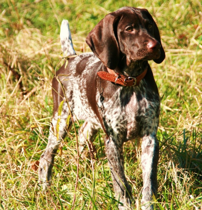 Охотничьи породы собак с названиями и характеристиками рабочих качеств