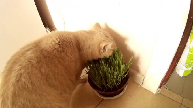 Домашний цветок кошке не игрушка: как отучить питомца портить растения – моя околица