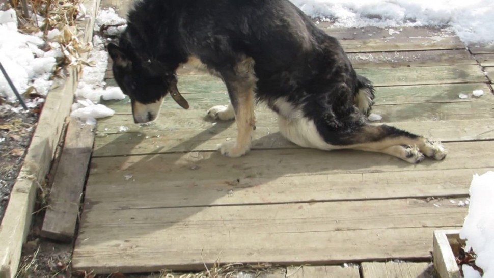 У собаки отказывают задние ноги: причины и что делать, если это произошло