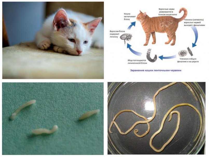 Остеохондродисплазия у кошек