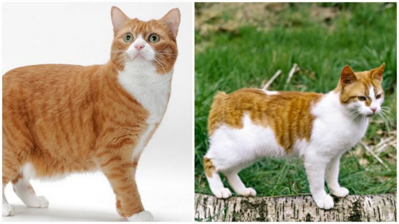 Мэнкс (мэнская бесхвостая кошка): описание, фото, стандарт, характер - миркошек.рф