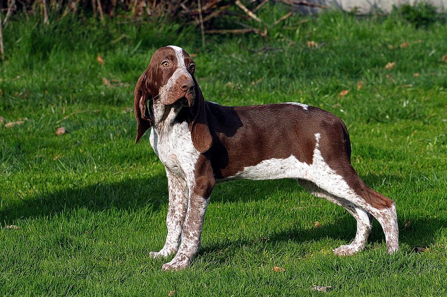 Спиноне итальяно: стандарт породы, особенности внешности итальянской собаки, фото