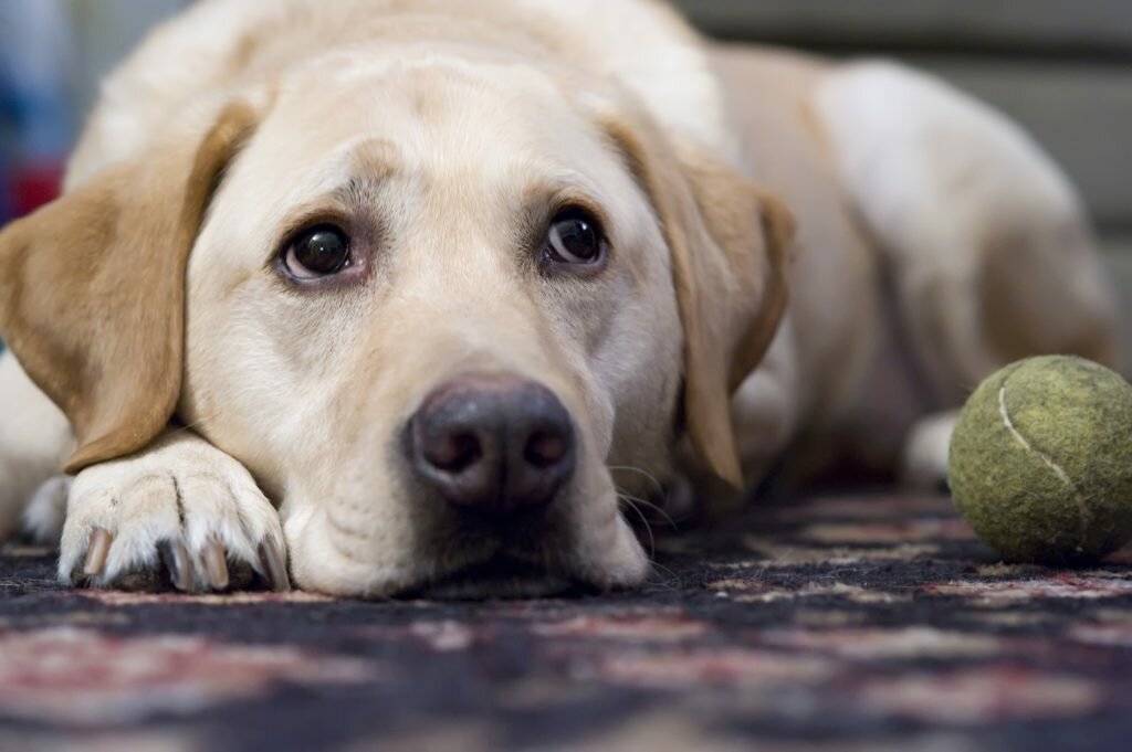 Почему собака грустит и расстраивается, причины, как развеселить