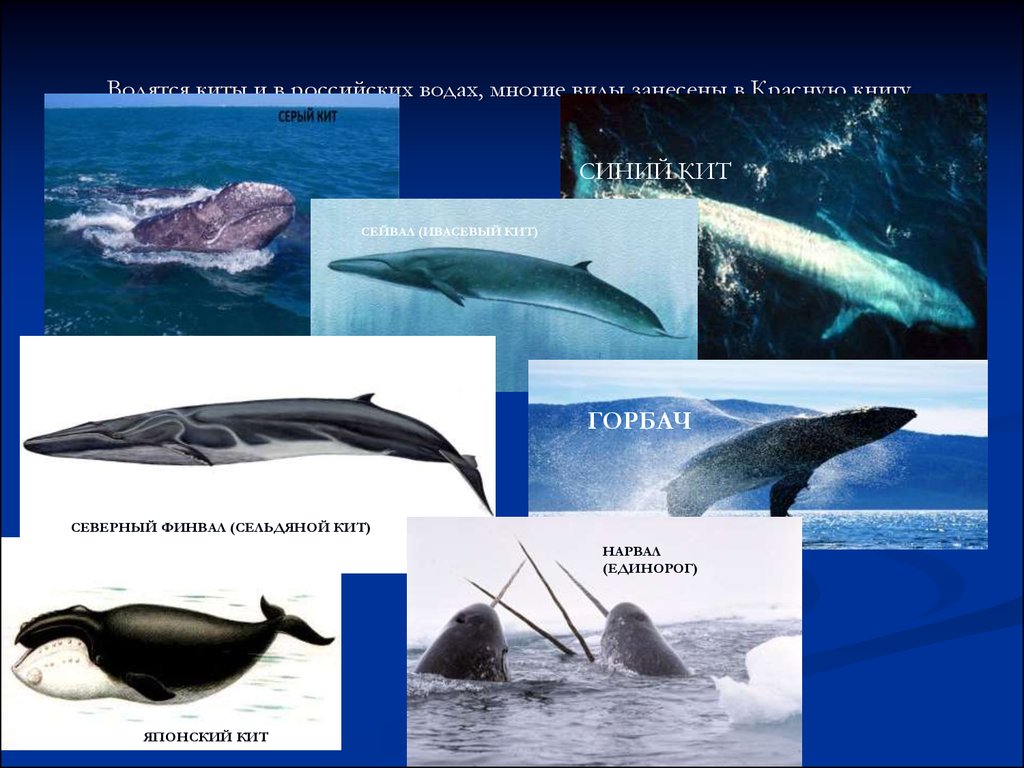 Гренландский кит: как выглядит, где обитаем, чем питается и интересные факты (фото)