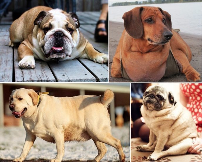 Ожирение у собак — причины, симптомы и лечение