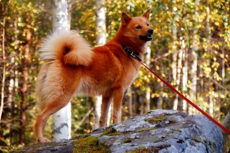Карело-финская лайка (финский шпиц) — описание собаки с фото