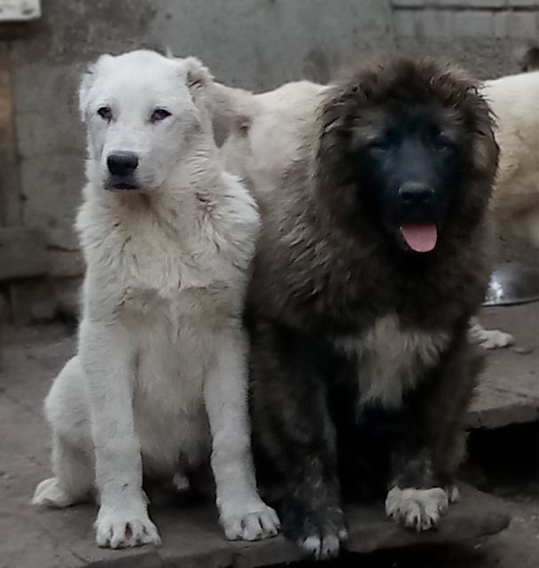 Сравнение алабаев и кавказских овчарок (28 фото): чем отличаются собаки по характеру? кто из них больше? кого лучше выбрать?