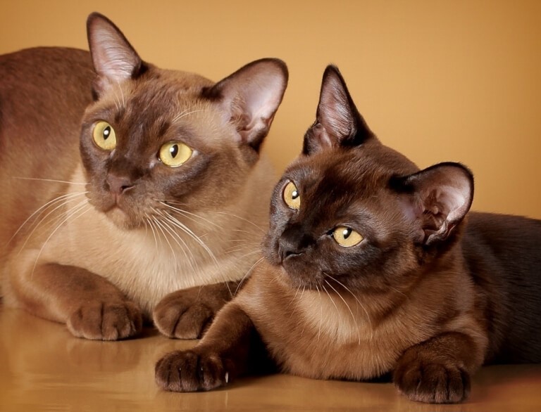 Бурманская кошка: информация и характерные особенности.