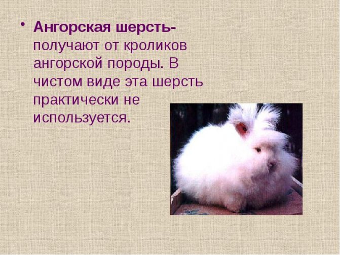 Ангорский кролик – пушистый комок