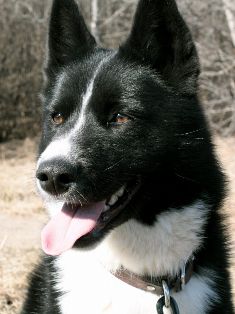 Карельская медвежья собака: фото, стандарты породы, описание, советы по уходу и дрессировке