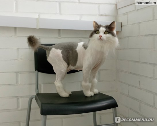 Машинка для стрижки кошек, в том числе с густой шерстью: особенности выбора и использования, как стричь кота - видео-инструкция