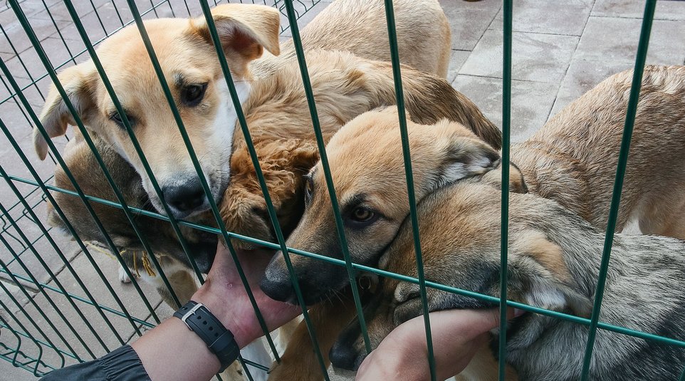 Жалоба на бездомных собак: куда обращаться