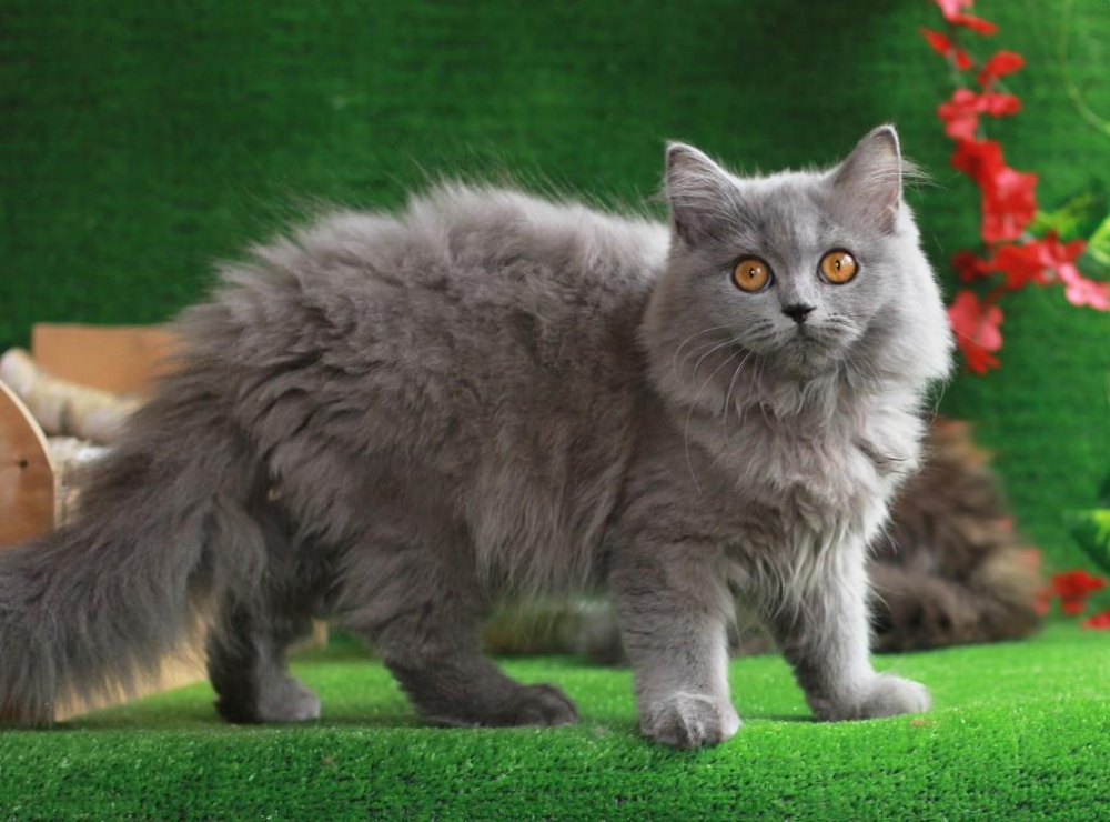 Британская длинношерстная кошка (41 фото): описание пушистых котов британцев, особенности характера котят британской породы