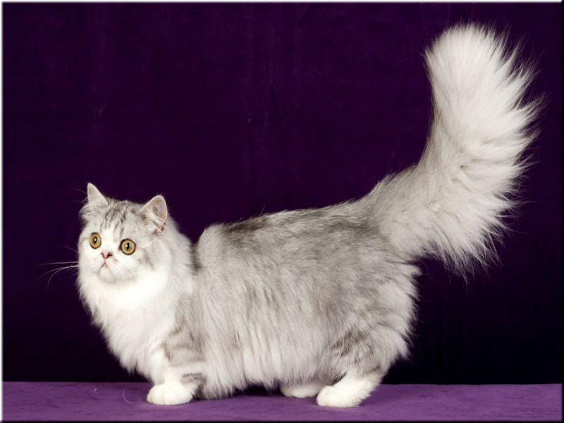Кошка менуэт (наполеон): описание породы, содержание и уход, особенности разведения
