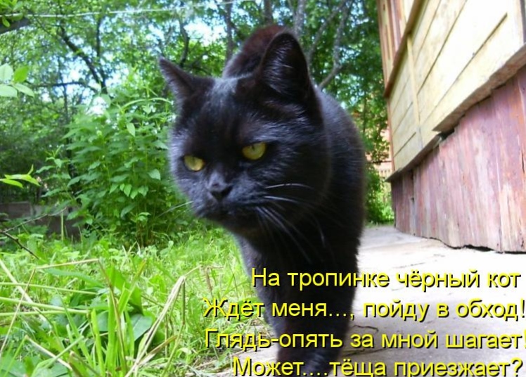 Стоит ли заводить черную кошку в доме, хорошо это или плохо, что она приносит: приметы и суеверия