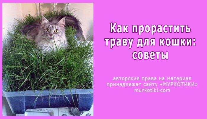 Трава для кошек: необходимый элемент питания или прихоть? нужна ли она домашним кошкам? подробности ухода +видео