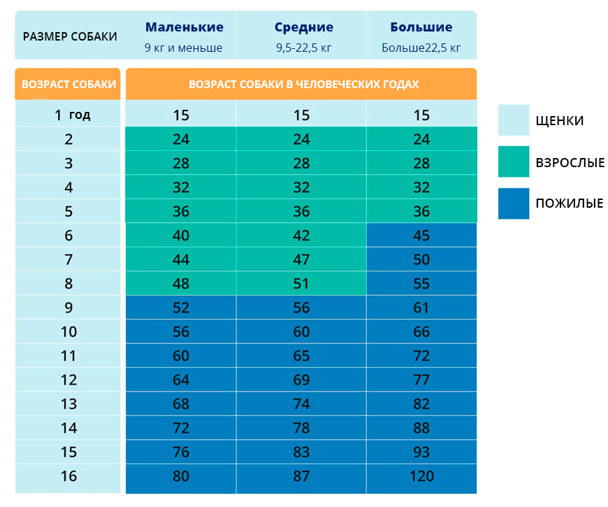 Собачий возраст на человеческий таблица - Telegraph
