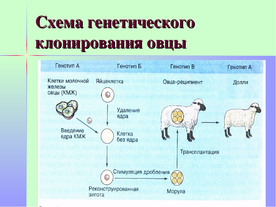 Клонирование как способ размножения - vechnayamolodost.ru