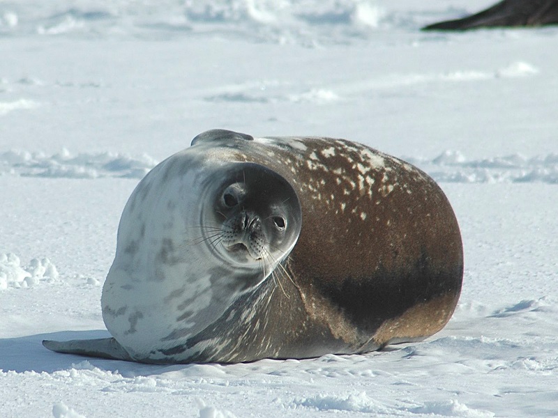 Антур (островной тюлень): описание, образ жизни, поведение