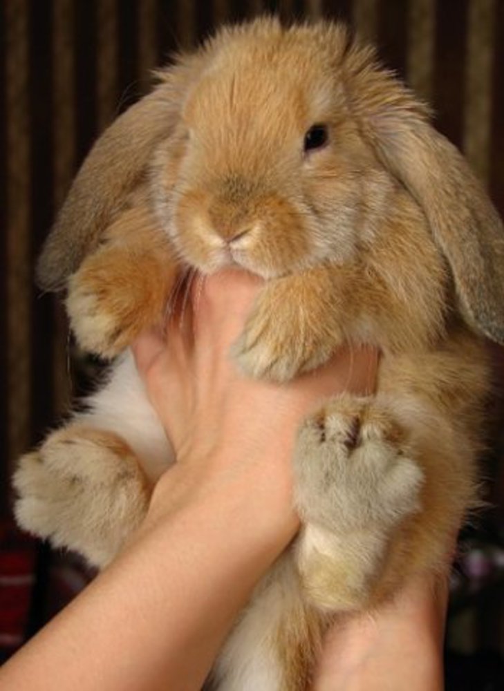 Пахнут ли кролики: возможные причины и методы устранения неприятного запаха