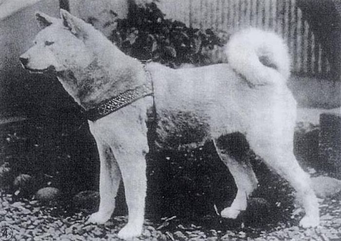 Порода собаки из фильма хатико — акита-ану (фото и цена) | «дай лапу»