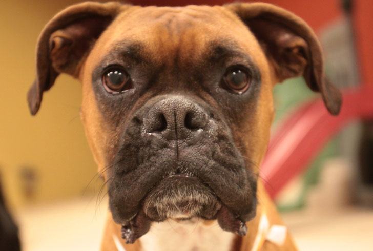 Для чего собаке усы, или вибриссы: назначение усов, их функции, можно ли стричь собакам усы и почему?