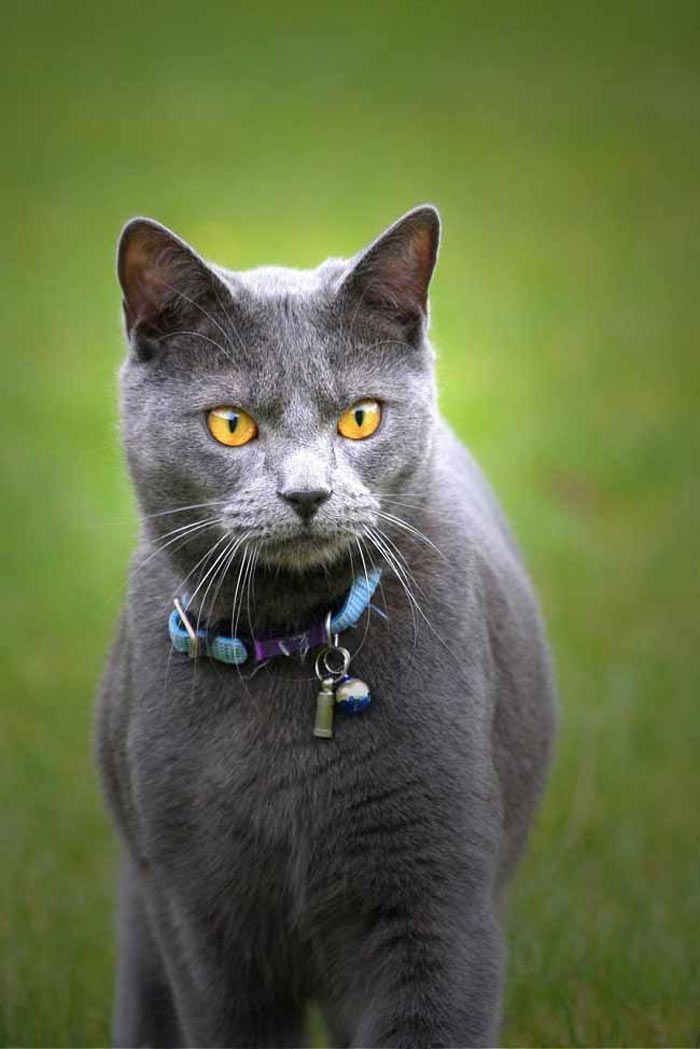 Шартрез: топ-150 фото кошки, цена котенка, история и описание породы, сколько живет и чем питается