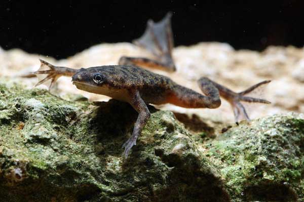 Виды аквариумных лягушек – кто уживается с рыбками?