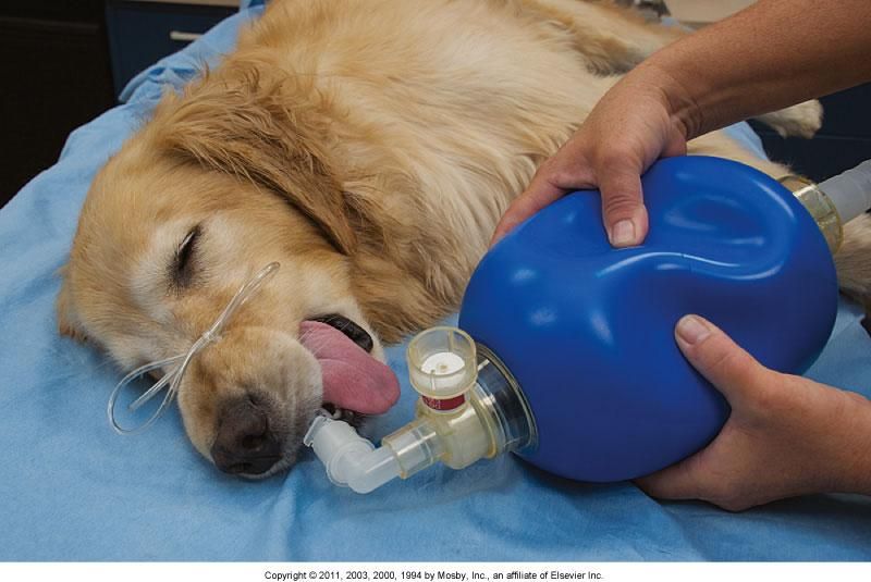 Кашель у собаки: причины и как лечить | блог ветклиники "беланта"