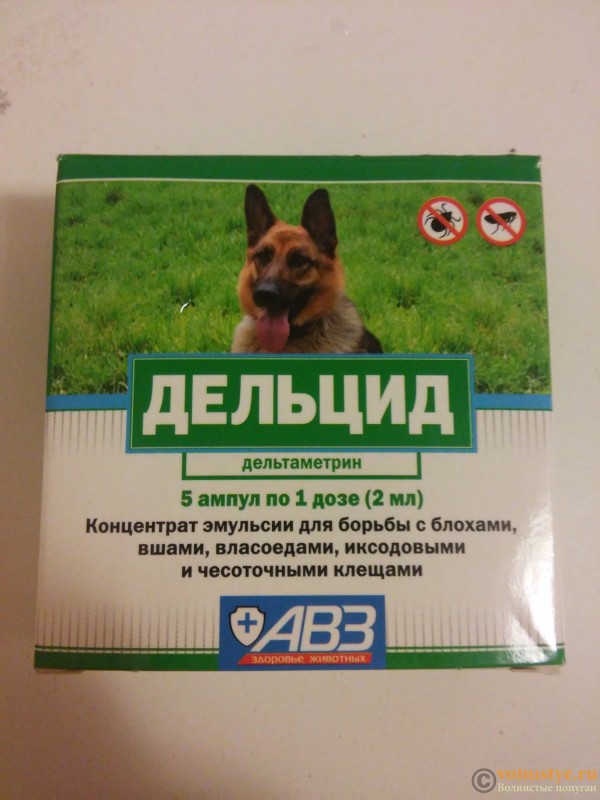 Дельцид: инструкция по применению препарата, обработка кошек и собак от блох