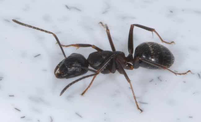 Camponotus saxatilis (золотистоволосый муравей-древоточец)