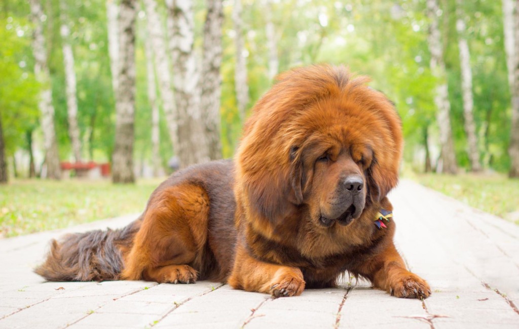 Какая самая дорогая собака в мире? топ-10 пород, цены на которые начинаются от нескольких тысяч долларов.