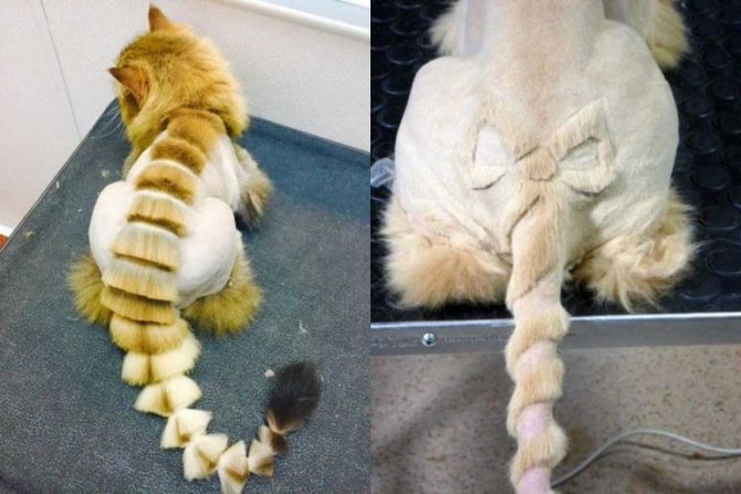 Какие лучше машинки для стрижки кошек с густой шерстью и сколько они стоят