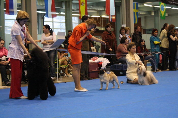 Zooпортал.pro :: "аллель-2021" выставка собак всех пород ранга сас чф г. москва