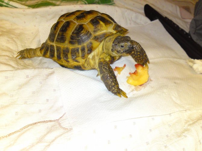 Красноухая черепаха не ест, что делать