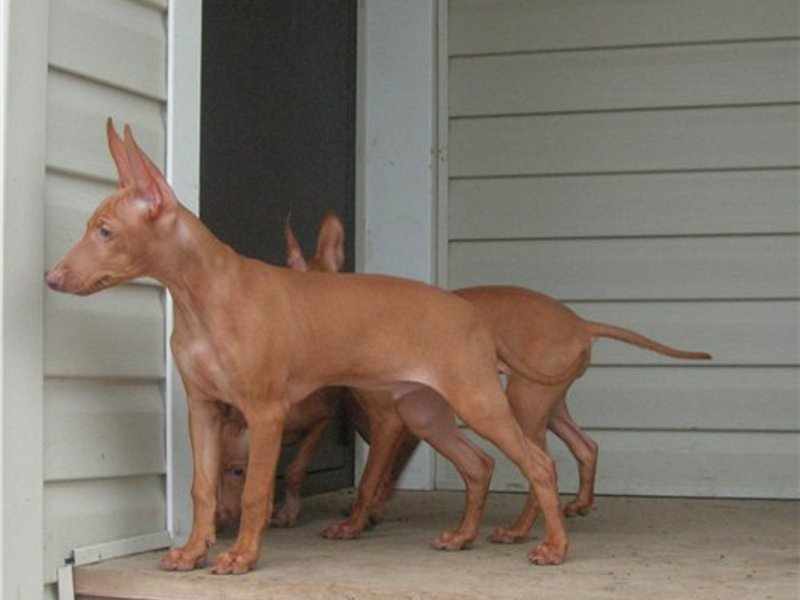 Чирнеко дель Этна (сицилийская борзая собака): описание породы