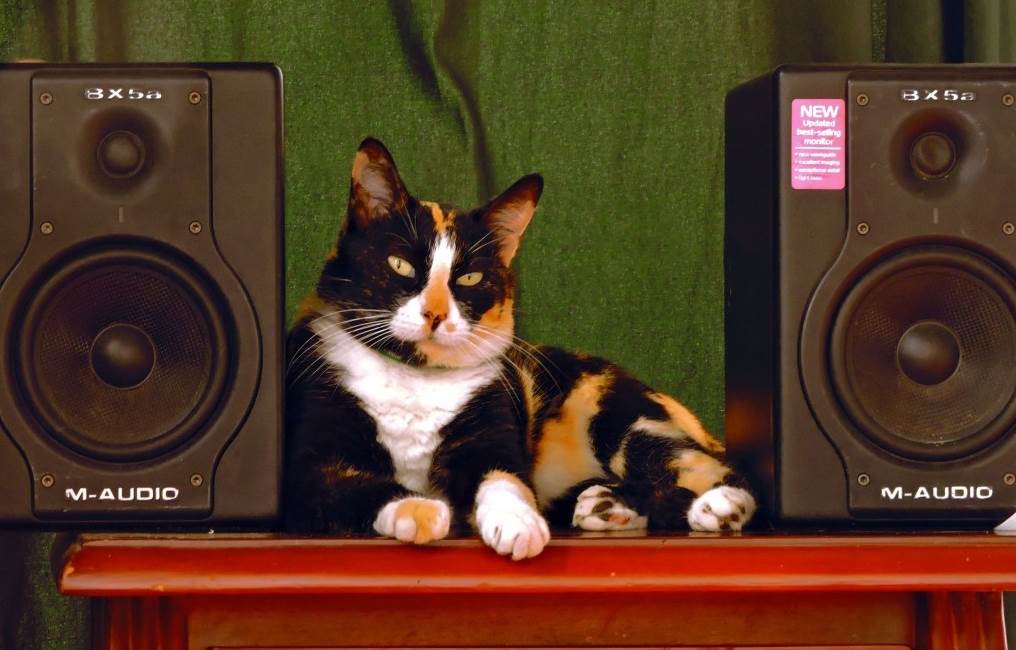 Музыка для кошек и котов: как влияет, откуда появилась