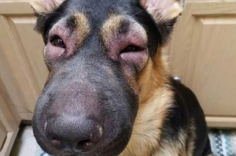 Собаку укусила пчела: что делать, признаки и симптомы