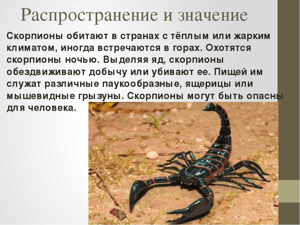 Где живет и чем питается скорпион :: syl.ru