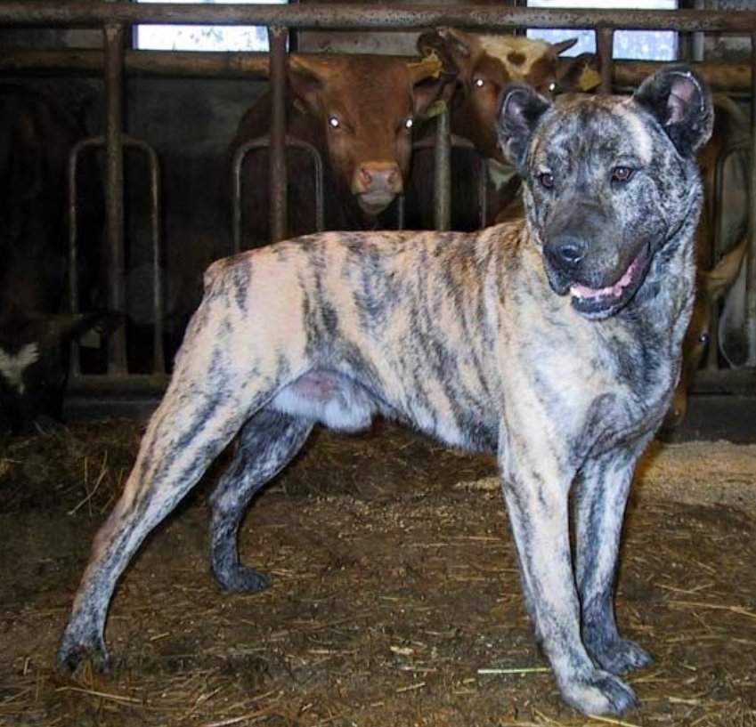 Азорская пастушья собака: описание породы, характер, фото